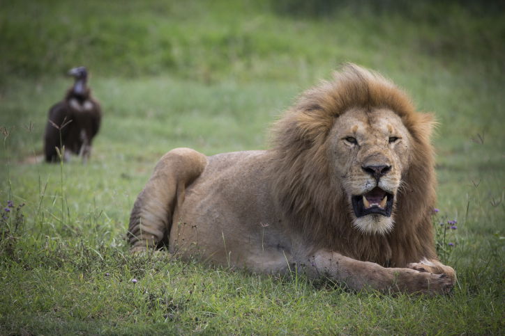 צפו בתיעוד המרתק מהספארי של טנזניה