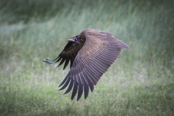 צפו בתיעוד המרתק מהספארי של טנזניה