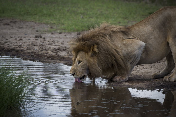 צפו בתיעוד המרתק מהספארי של טנזניה