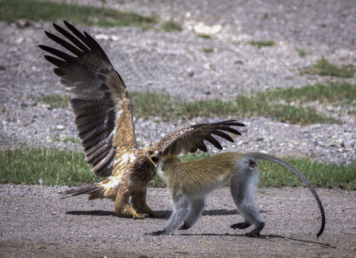 צפו בתיעוד המרתק מהספארי של טנזניה
