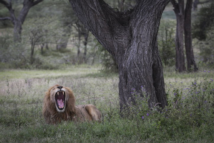צפו בתיעוד המרתק מהספארי של טנזניה