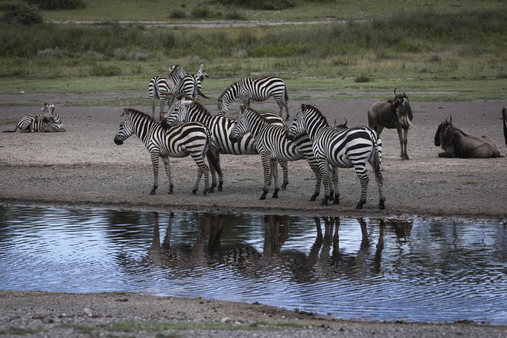 צפו בתיעוד המרתק מהספארי של טנזניה