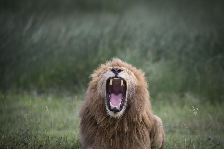 צפו בתיעוד המרתק מהספארי של טנזניה