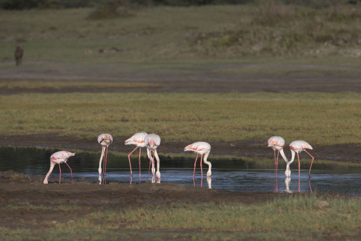 צפו בתיעוד המרתק מהספארי של טנזניה
