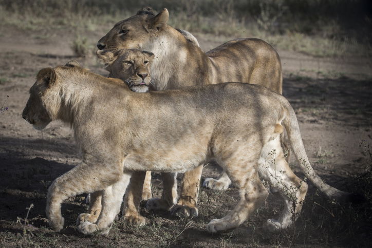 צפו בתיעוד המרתק מהספארי של טנזניה