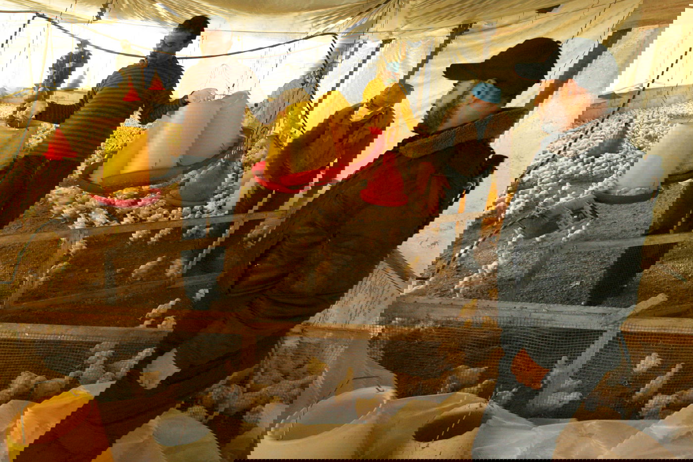 לול עופות. אילוסטרציה