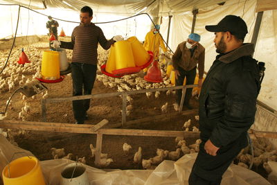 לול עופות. אילוסטרציה