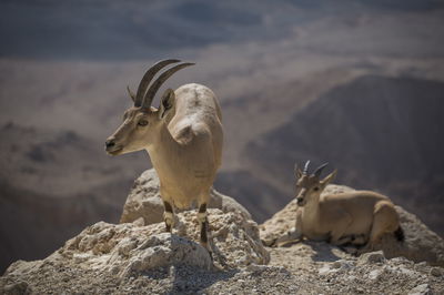מדבר יהודה דרך עדשת המצלמה • צפו