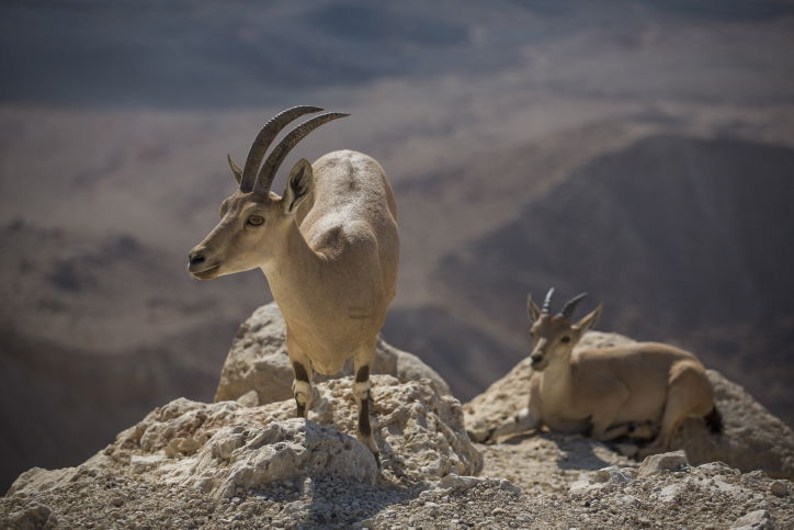 מדבר יהודה דרך עדשת המצלמה • צפו