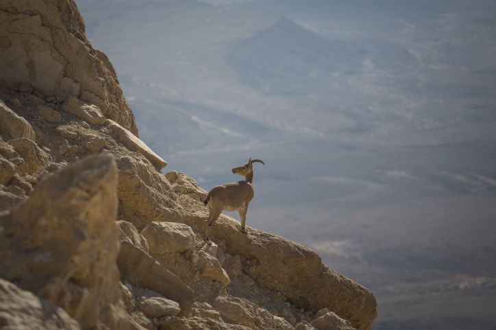 מדבר יהודה דרך עדשת המצלמה • צפו