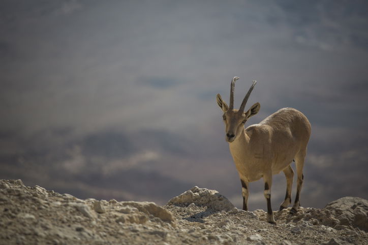 מדבר יהודה דרך עדשת המצלמה • צפו