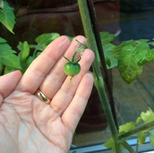 17 פירות וירקות קטנים כל כך שקשה להאמין שהם אמיתיים