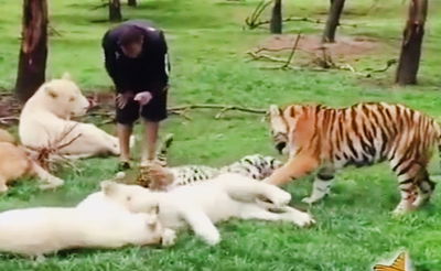 הנמר התנפל, הטיגריס התערב והציל את המטפל