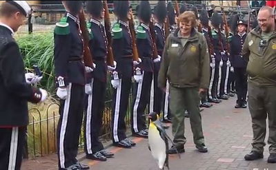 הפינגווין שקודם לדרגת תת אלוף • צפו בטקס