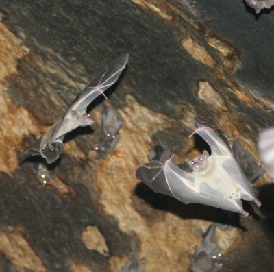 עטלפים במערה. טיול לילי מיוחד.