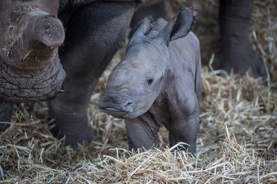הקרנפון החדש