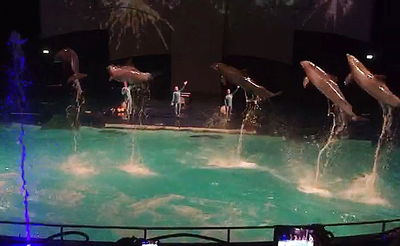 תיעוד מדהים מהדולפינריום של הולנד. צפו