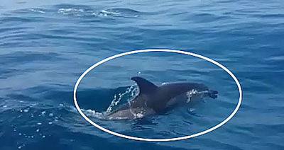 הדולפינים השתעשעו סביב הספינה המשטרתית | צפו