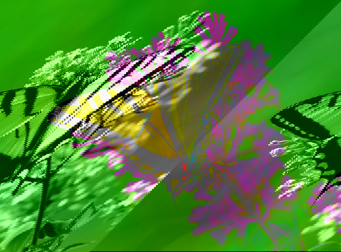 פעול הגזירה המאומצת גרמה לנפיחות. אילוסטרציה