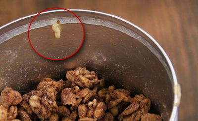 הגרנולה הנגועה