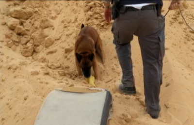 המבצע הנרחב וביצועי הכלב