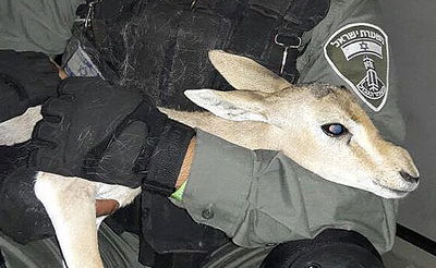 המבצע המיוחד של המג"בניקים לחילוץ... עופר • צפו