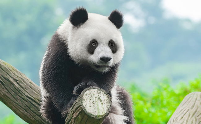 הדב האהוב בעולם כבר לא בסכנת הכחדה