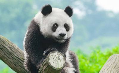 הדב האהוב בעולם כבר לא בסכנת הכחדה