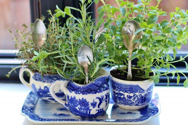 להעביר את הצמח לעציץ חדש