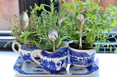 להעביר את הצמח לעציץ חדש