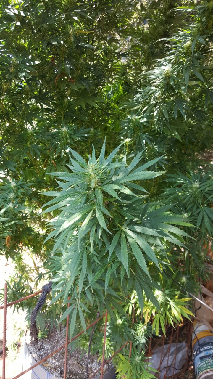 "יער" מריחואנה נחשף על ידי המשטרה