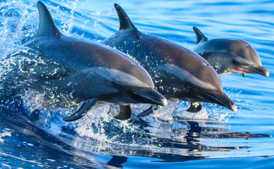לראשונה: דולפינים צולמו מדברים "אנושית"