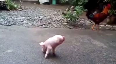 משגע את הרשת: תרנגול או חזרזיר?