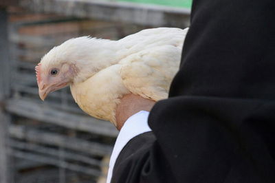 תיעוד: בבני ברק נערכים ליום הכיפורים, בכפר חב"ד לסוכות