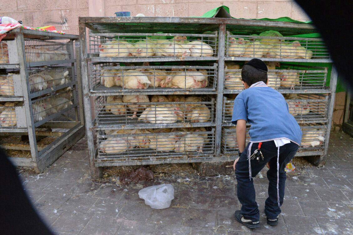 תיעוד: בבני ברק נערכים ליום הכיפורים, בכפר חב"ד לסוכות