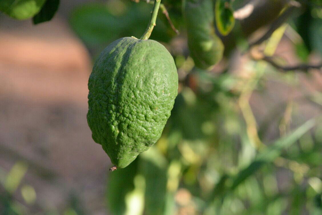 תיעוד: בבני ברק נערכים ליום הכיפורים, בכפר חב"ד לסוכות