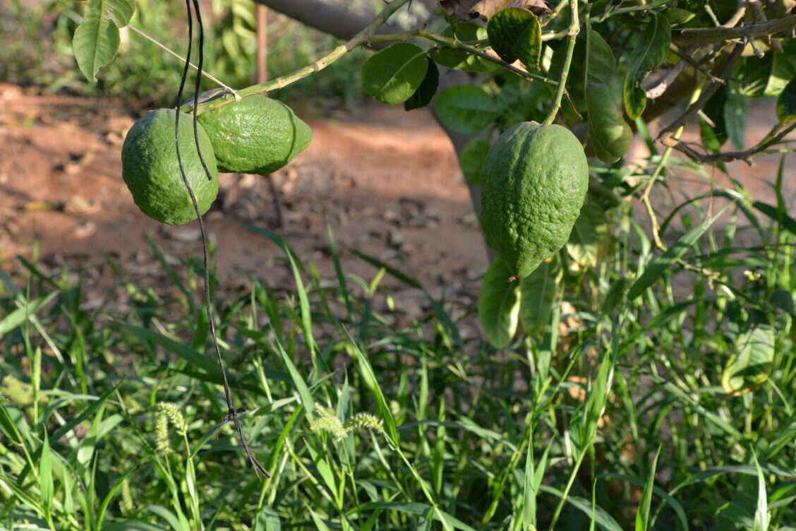 תיעוד: בבני ברק נערכים ליום הכיפורים, בכפר חב"ד לסוכות