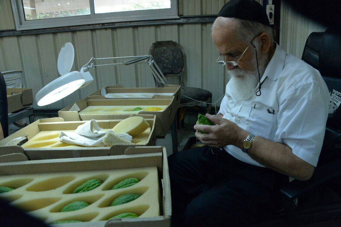 תיעוד: בבני ברק נערכים ליום הכיפורים, בכפר חב"ד לסוכות