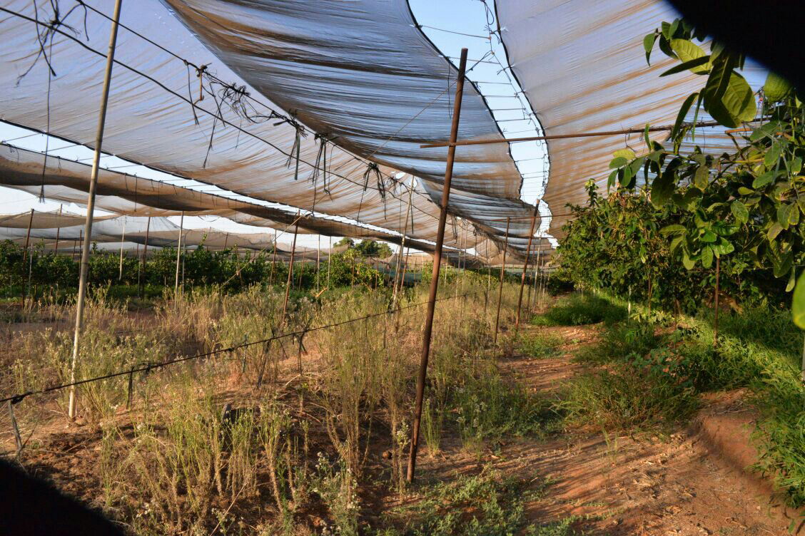 תיעוד: בבני ברק נערכים ליום הכיפורים, בכפר חב"ד לסוכות
