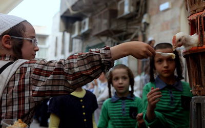 ילד מאכיל תרנגול