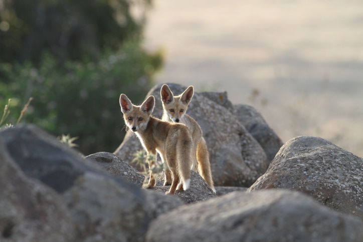 מרהיב: מכתש רמון דרך עדשת המצלמה