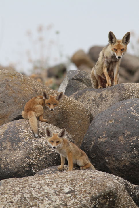 מרהיב: מכתש רמון דרך עדשת המצלמה