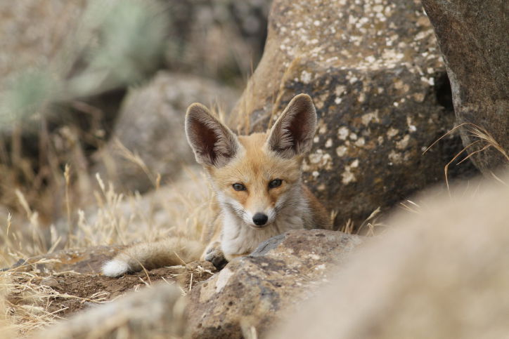 מרהיב: מכתש רמון דרך עדשת המצלמה