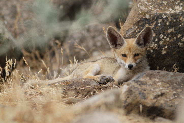 מרהיב: מכתש רמון דרך עדשת המצלמה