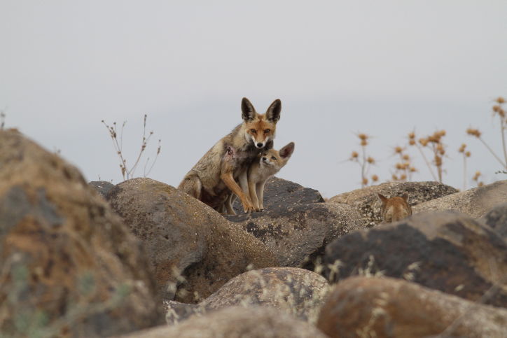 מרהיב: מכתש רמון דרך עדשת המצלמה