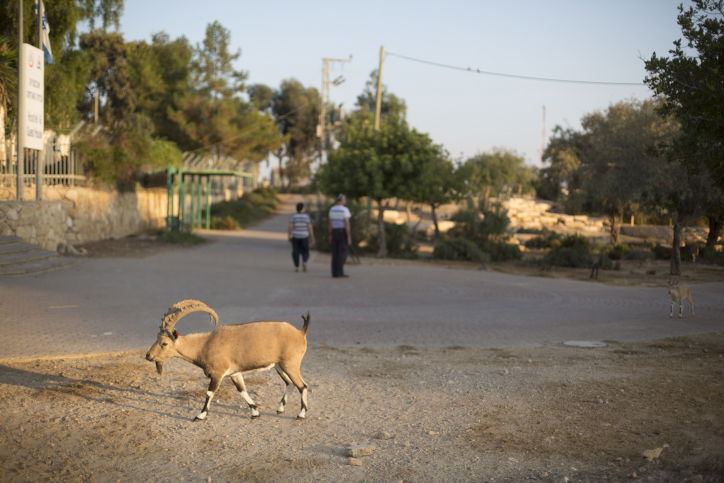 מרהיב: מכתש רמון דרך עדשת המצלמה