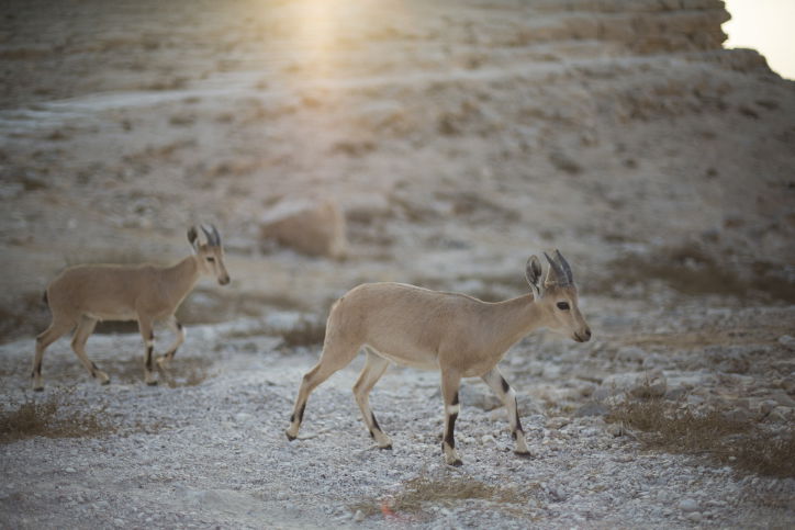 מרהיב: מכתש רמון דרך עדשת המצלמה