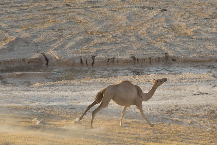 מרהיב: מכתש רמון דרך עדשת המצלמה