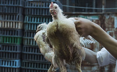 תרנגול של כפרות