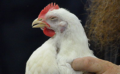 בסאדיגורא ובמודז'יץ: כפרות ושחיטת התרנגול. צפו בתיעוד